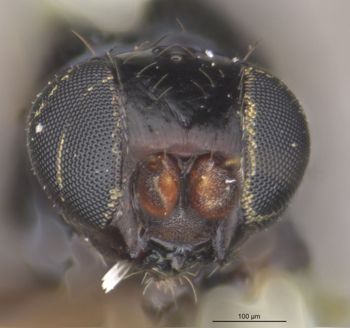 Media type: image;   Entomology 13377 Aspect: head frontal view
